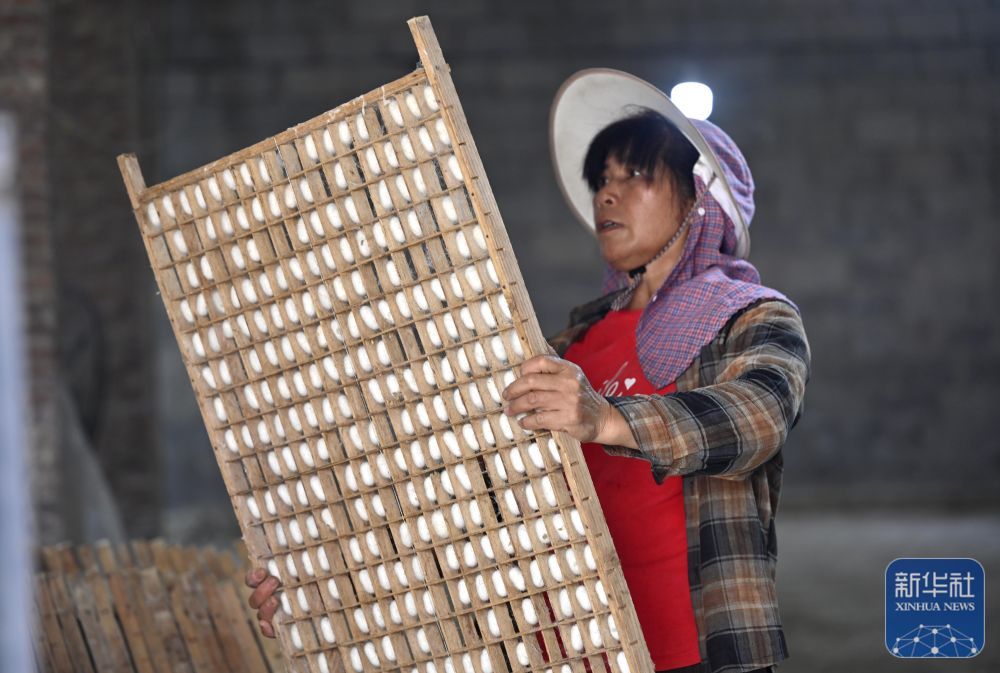 广西鹿寨：蚕茧丰收上市
