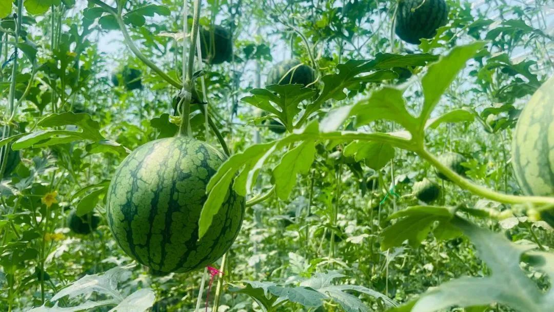 西瓜熟啦！快来北京这些地方采摘今夏第一颗瓜——