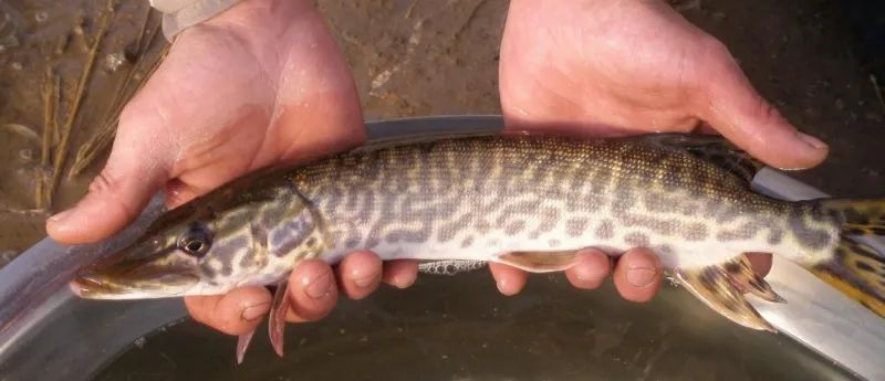 “阿勒泰”商标遭抢注？驳回！