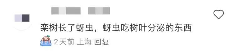 上海近期高发!到处“黏哒哒”,单车汽车都中招,真凶竟是→ 上海近期高发!到处“黏哒哒”,单车汽车都中招,真凶竟是→