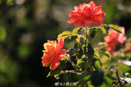 月季惊艳绽放 配色太美了