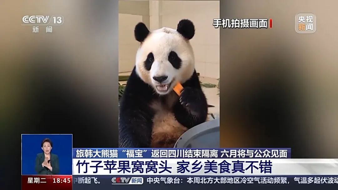 “福宝”的颈项局部出现了断毛现象？官方回应：未发现异常！