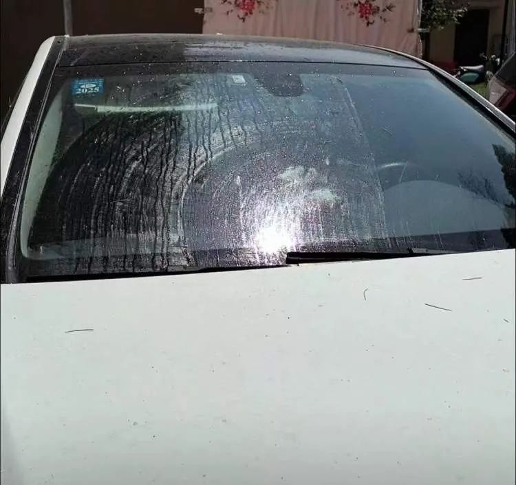 上海近期高发!到处“黏哒哒”,单车汽车都中招,真凶竟是→ 上海近期高发!到处“黏哒哒”,单车汽车都中招,真凶竟是→