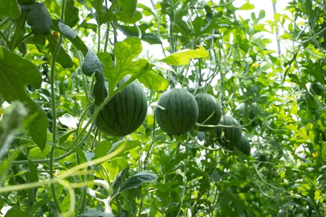 西瓜熟啦！快来北京这些地方采摘今夏第一颗瓜——