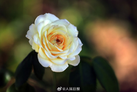 月季惊艳绽放 配色太美了