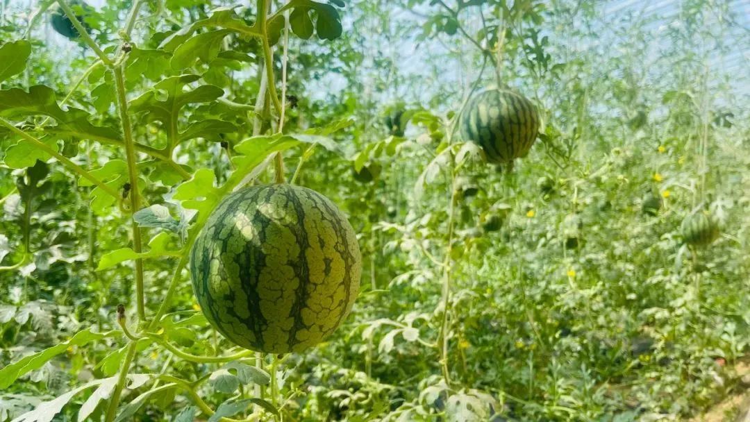 西瓜熟啦！快来北京这些地方采摘今夏第一颗瓜——