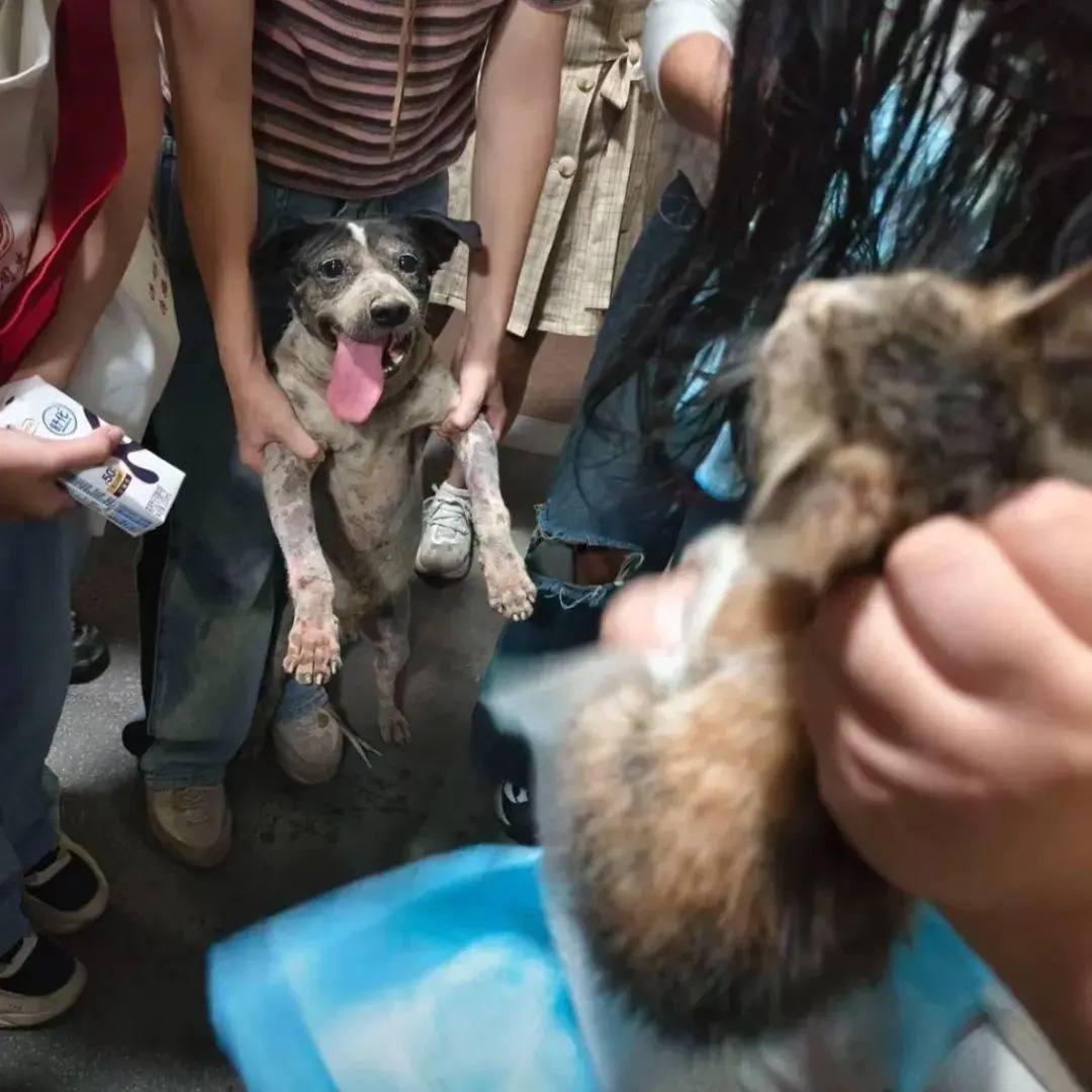 流浪狗刨土救出小奶猫，网友：这是狗狗侠