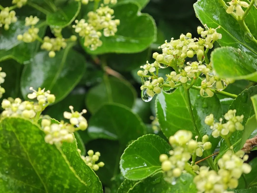 中雨、局部大雨!安徽雨水再起,“六一”儿童节天气如何? 中雨、局部大雨!安徽雨水再起,“六一”儿童节天气如何?
