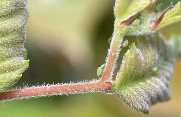 近期上海街头频现！单车汽车“黏答答”，走路鞋也会黏住……不明粘液究竟是啥？