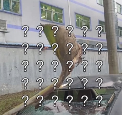 小心“天降”巨叶!广东有车主中招了 小心“天降”巨叶!广东有车主中招了