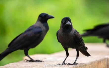 研究称乌鸦具有数学能力 研究称乌鸦具有数学能力