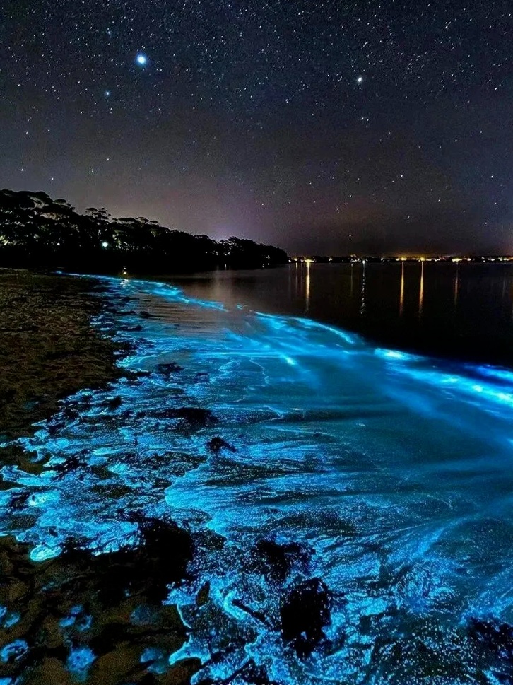 繁星入海！温州多地现“蓝眼泪”景观！