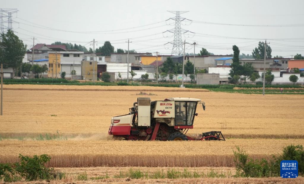 山东6000余万亩小麦陆续进入收获期 山东6000余万亩小麦陆续进入收获期