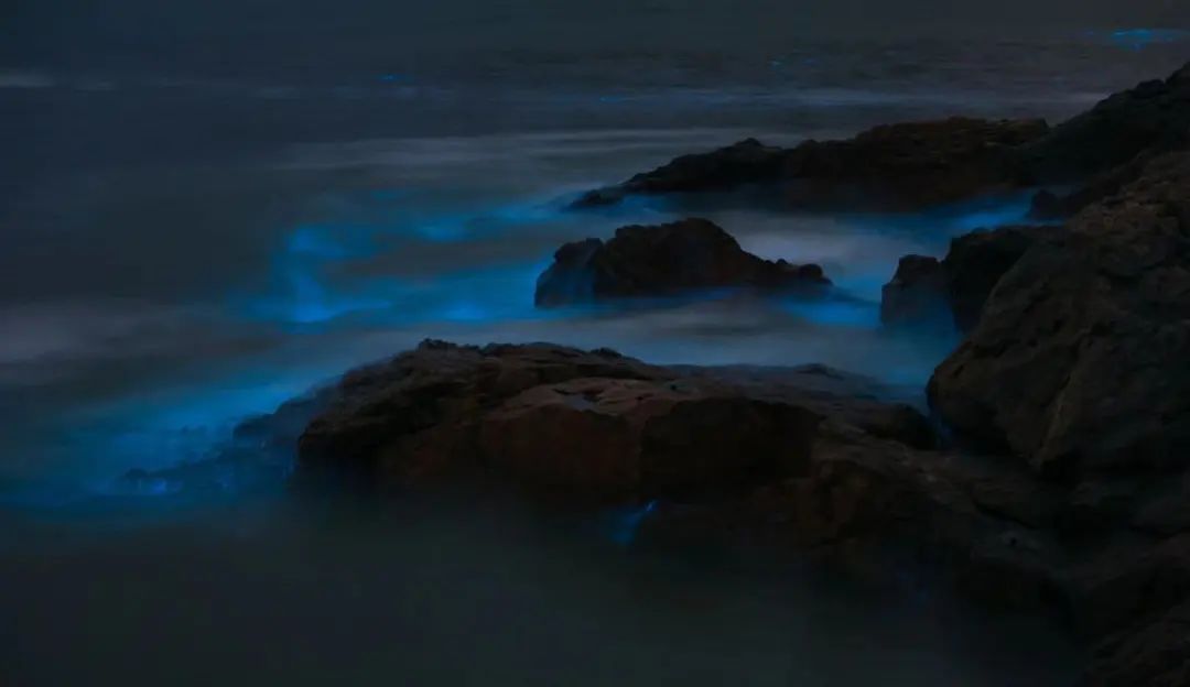 繁星入海！温州多地现“蓝眼泪”景观！