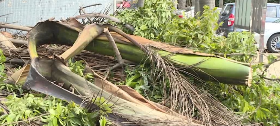 小心“天降”巨叶!广东有车主中招了 小心“天降”巨叶!广东有车主中招了