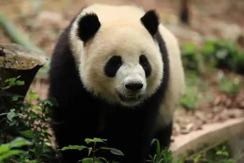 大熊猫“金喜”“茱萸”正式与西班牙公众见面