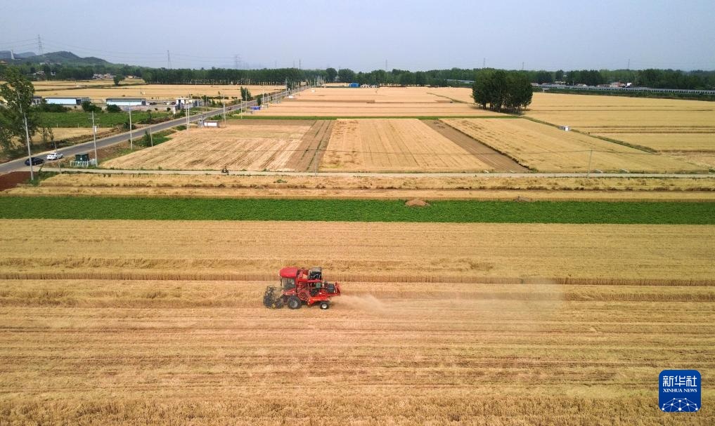 山东6000余万亩小麦陆续进入收获期 山东6000余万亩小麦陆续进入收获期