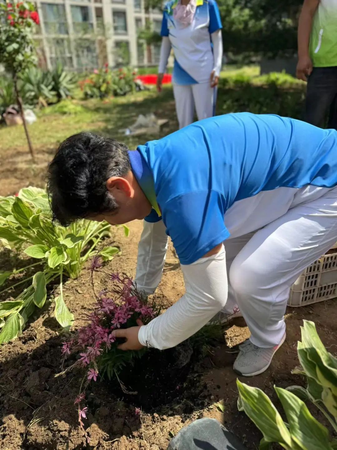 呀,真好看!@北京市民,您家门口有这种“微花园”了吗? 呀,真好看!@北京市民,您家门口有这种“微花园”了吗?