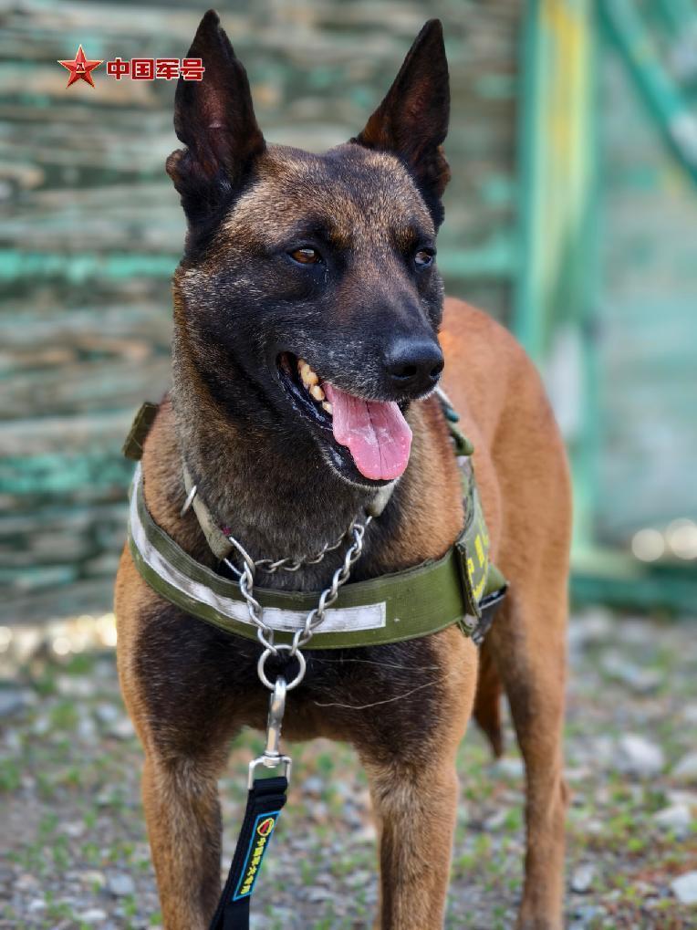 为国出征，“黄金搭档”简历大揭秘