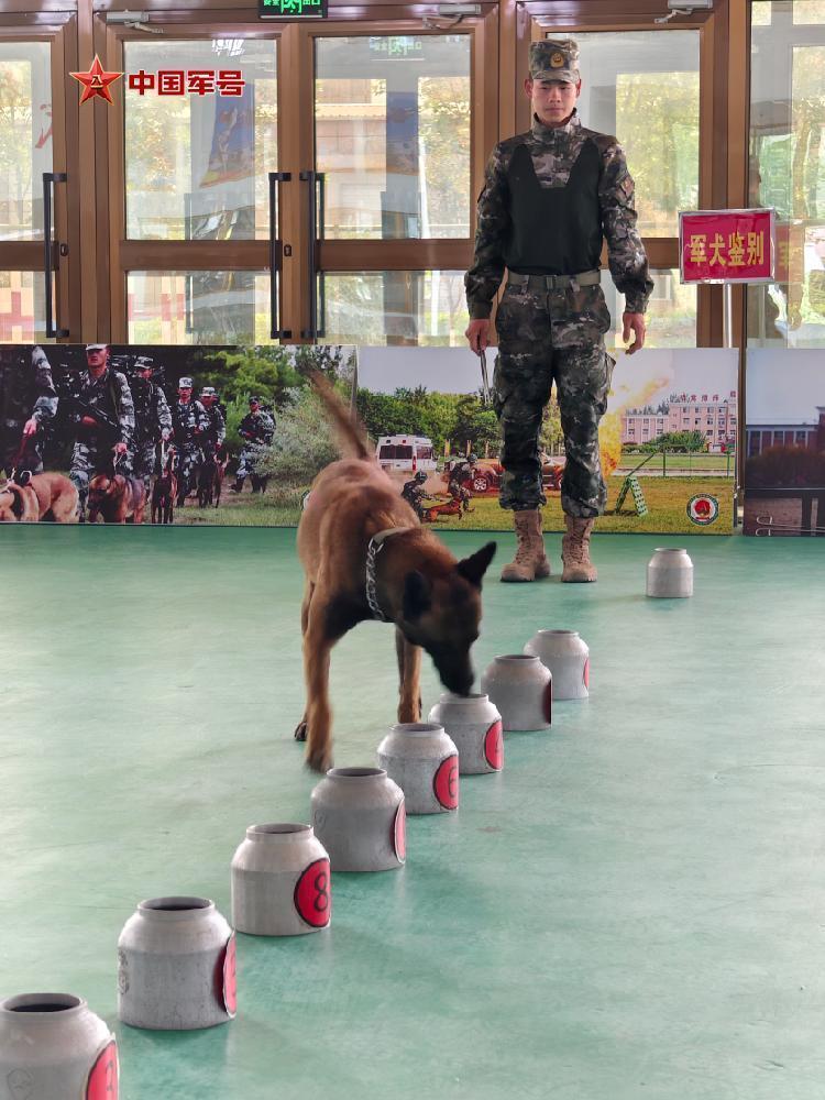 为国出征，“黄金搭档”简历大揭秘