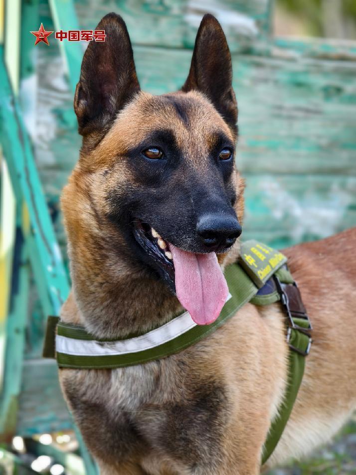 为国出征，“黄金搭档”简历大揭秘