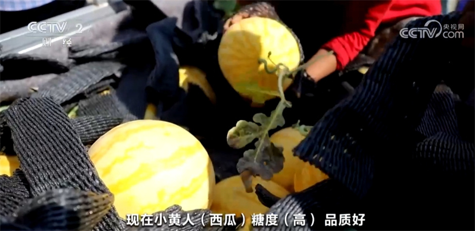 希望的田野上“丰收画卷”徐徐铺展 展现中国高质量发展行稳致远