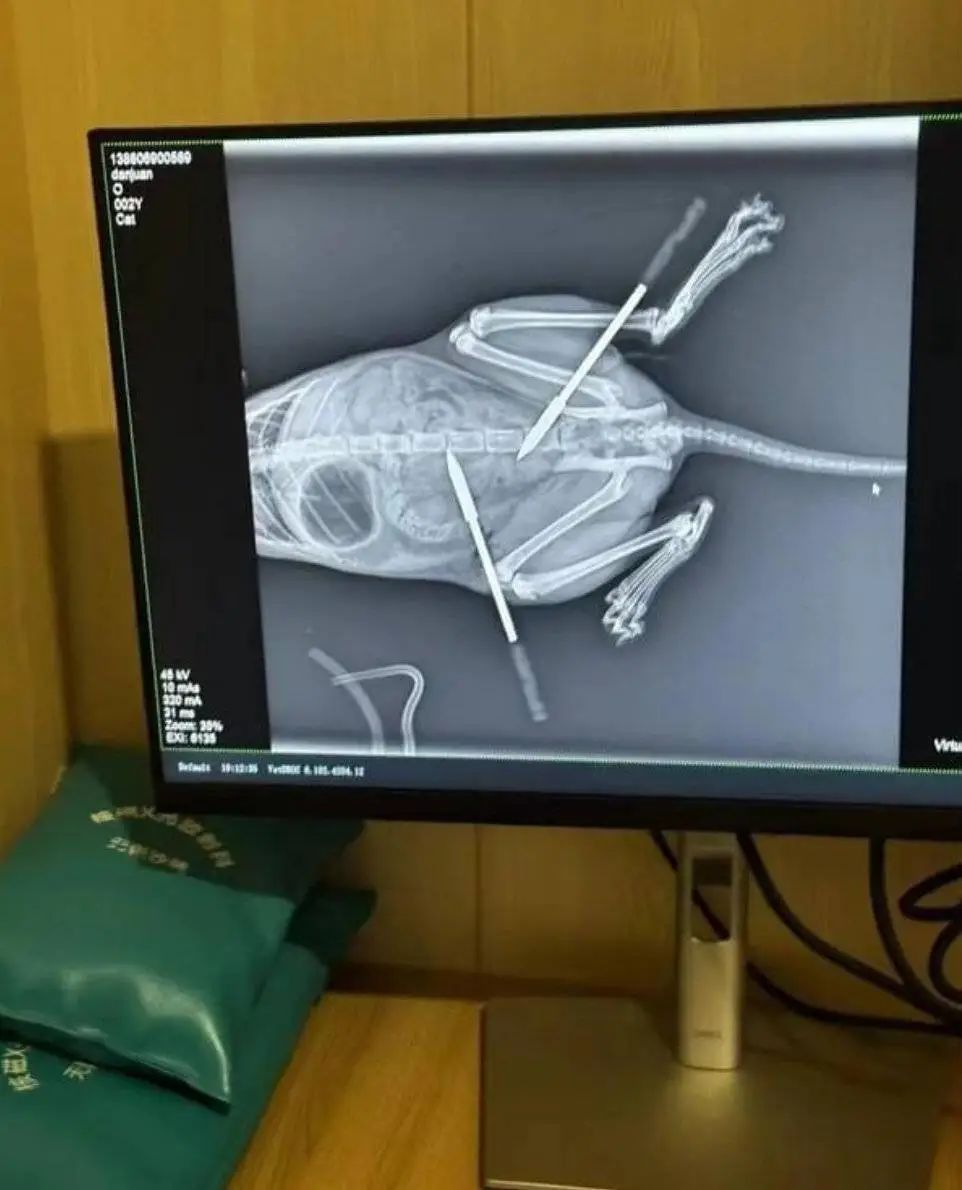 成都一小区流浪猫频遭弓弩射杀？嫌疑人被抓获