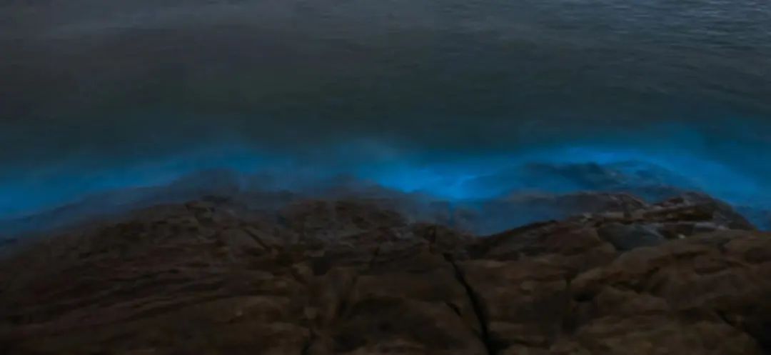 繁星入海！温州多地现“蓝眼泪”景观！