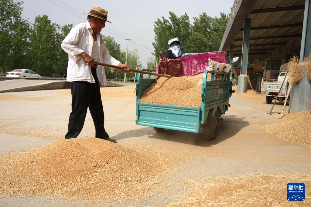 山东6000余万亩小麦陆续进入收获期 山东6000余万亩小麦陆续进入收获期