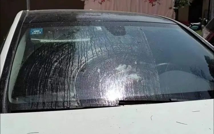 近期上海街头频现！单车汽车“黏答答”，走路鞋也会黏住……不明粘液究竟是啥？