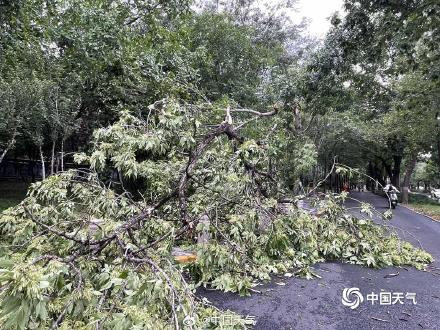 北京大部现8至10级短时大风 疾风骤雨后街头“凌乱” 北京大部现8至10级短时大风 疾风骤雨后街头“凌乱”