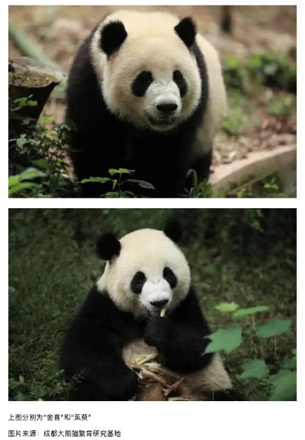 大熊猫“金喜”和“茱萸”正式与西班牙公众见面