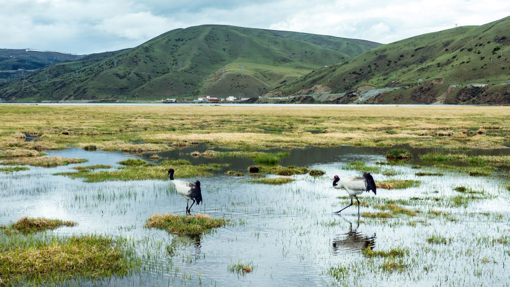珍稀鸟类的乐园 探秘四川珠姆省级湿地公园