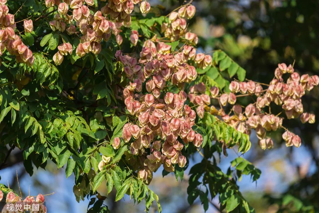 近期上海街头频现！单车汽车“黏答答”，走路鞋也会黏住……不明粘液究竟是啥？