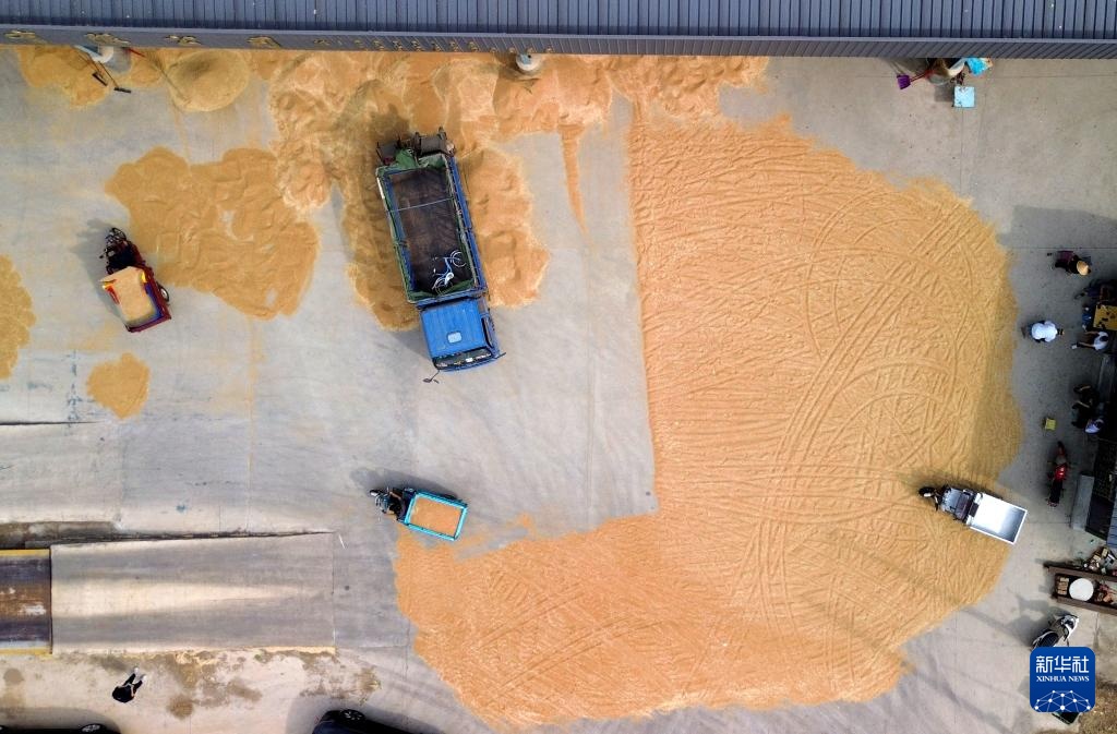 山东6000余万亩小麦陆续进入收获期 山东6000余万亩小麦陆续进入收获期