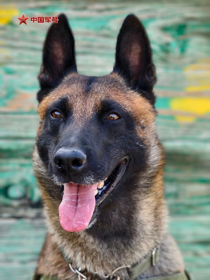 为国出征，“黄金搭档”简历大揭秘