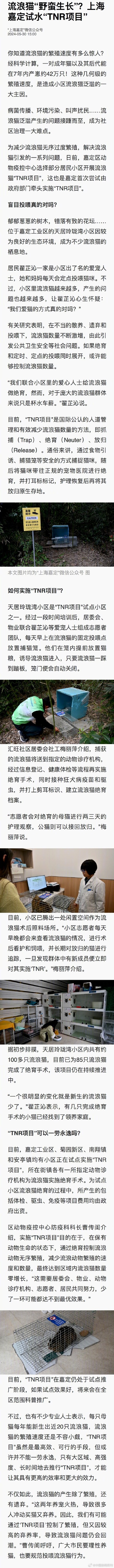 流浪猫的繁殖速度有多惊人 每只母猫每年能新生出近20只流浪猫