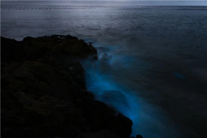繁星入海！温州多地现“蓝眼泪”景观！