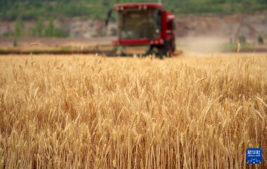山东6000余万亩小麦陆续进入收获期 山东6000余万亩小麦陆续进入收获期