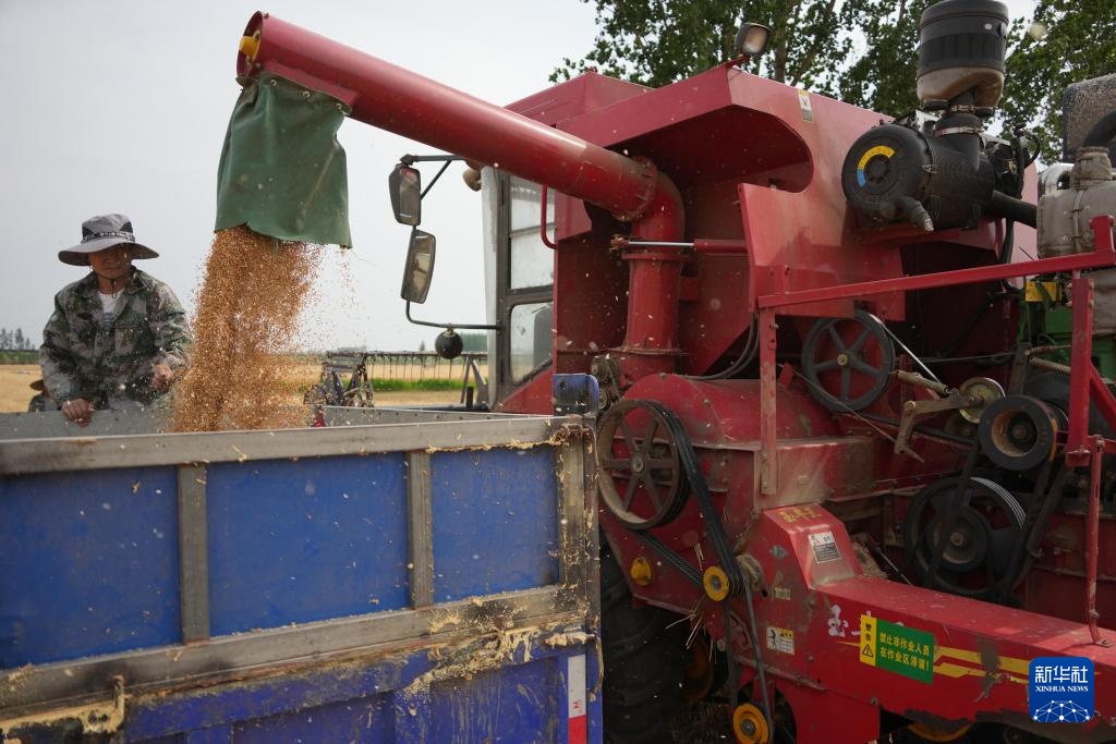 山东6000余万亩小麦陆续进入收获期 山东6000余万亩小麦陆续进入收获期