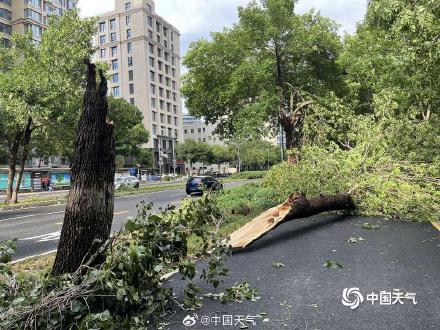 北京大部现8至10级短时大风 疾风骤雨后街头“凌乱” 北京大部现8至10级短时大风 疾风骤雨后街头“凌乱”