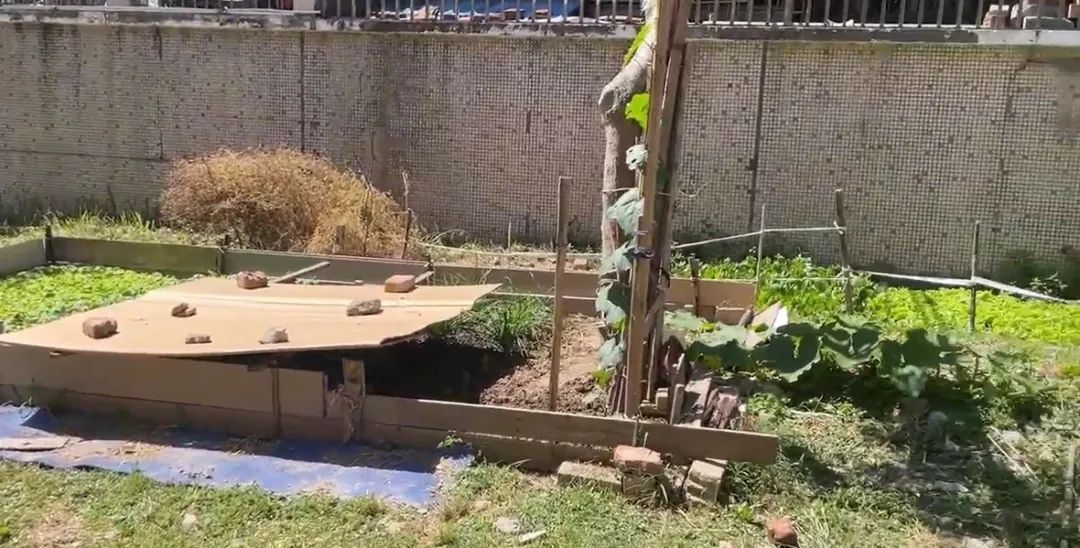 毁绿种菜、浇粪施肥、搭违建、飞线充电……这个小区问题数不完，管理“躺平”？