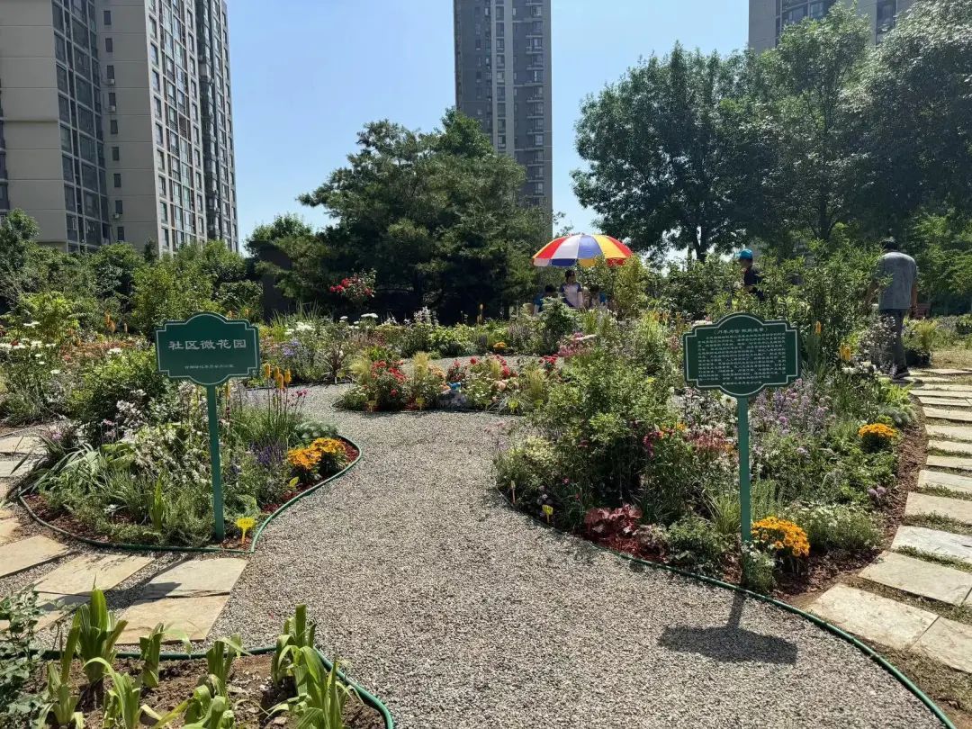 呀,真好看!@北京市民,您家门口有这种“微花园”了吗? 呀,真好看!@北京市民,您家门口有这种“微花园”了吗?