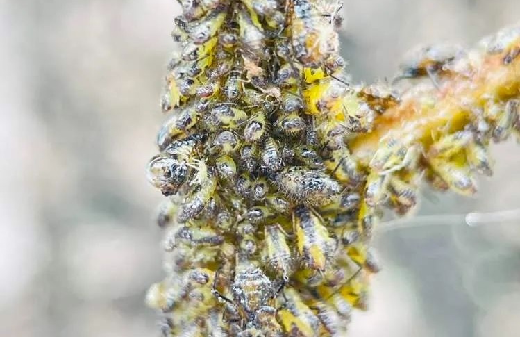 近期上海街头频现！很多人都踩到了，根本擦不干净...不明粘液究竟是什么？