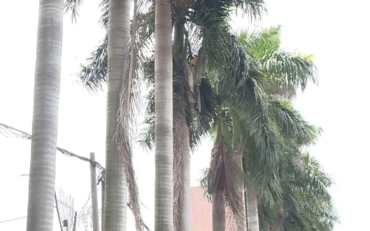 小心“天降”巨叶!广东有车主中招了 小心“天降”巨叶!广东有车主中招了