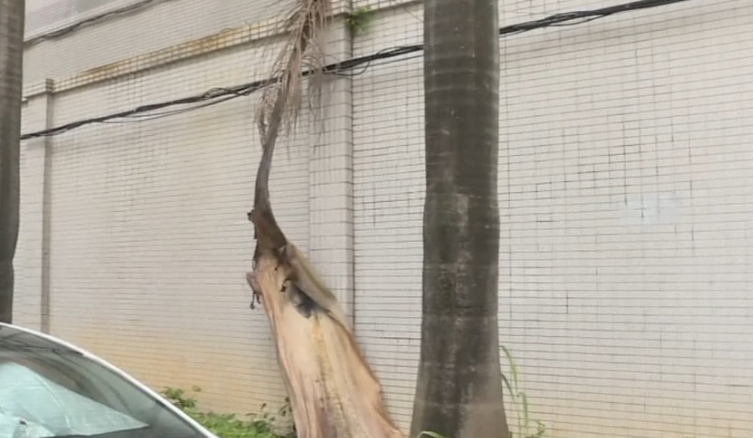 小心“天降”巨叶!广东有车主中招了 小心“天降”巨叶!广东有车主中招了