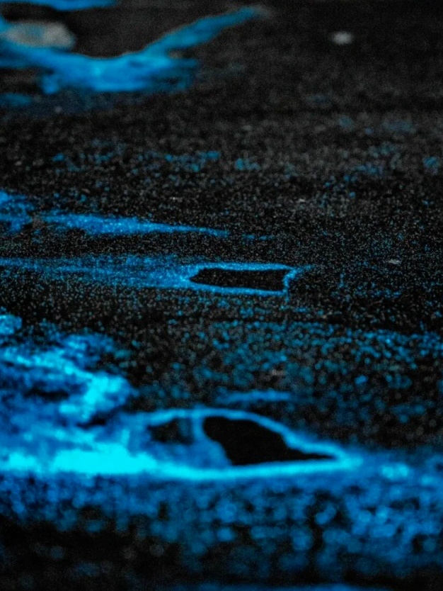 繁星入海！温州多地现“蓝眼泪”景观！