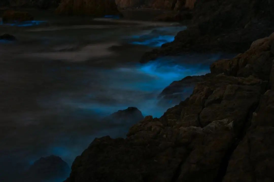 繁星入海！温州多地现“蓝眼泪”景观！