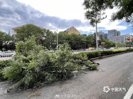 北京大部现8至10级短时大风 疾风骤雨后街头“凌乱” 北京大部现8至10级短时大风 疾风骤雨后街头“凌乱”