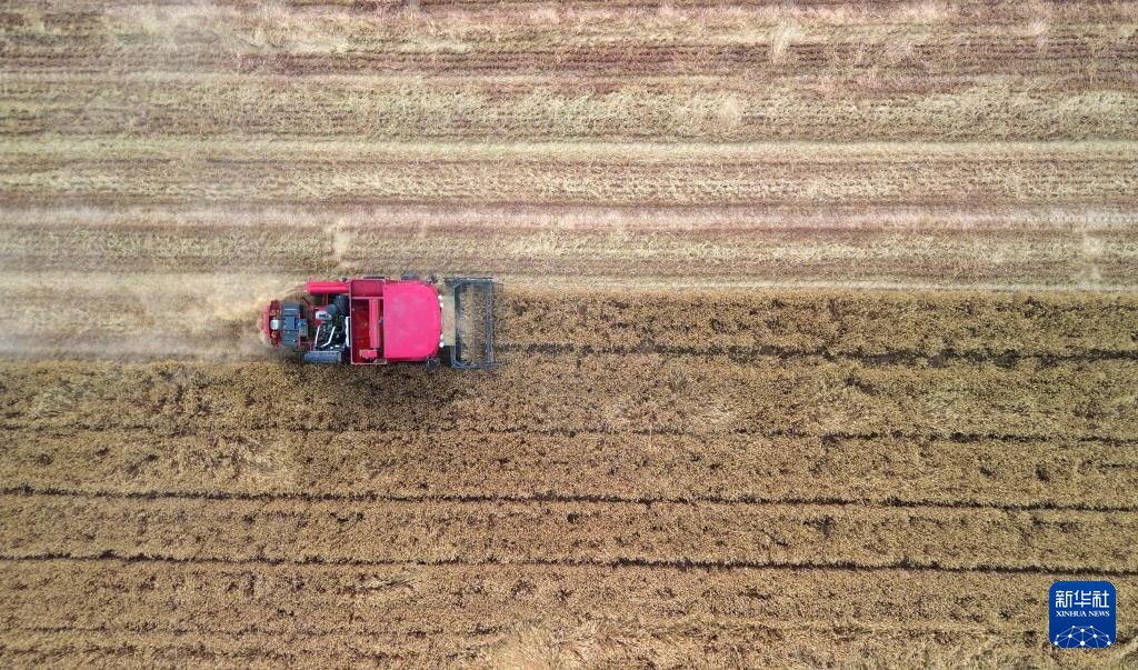 山东6000余万亩小麦陆续进入收获期 山东6000余万亩小麦陆续进入收获期